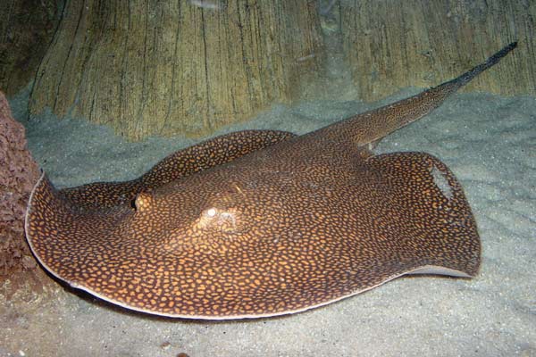 Potamotrygon Leopoldi (Black Diamond) main image 0